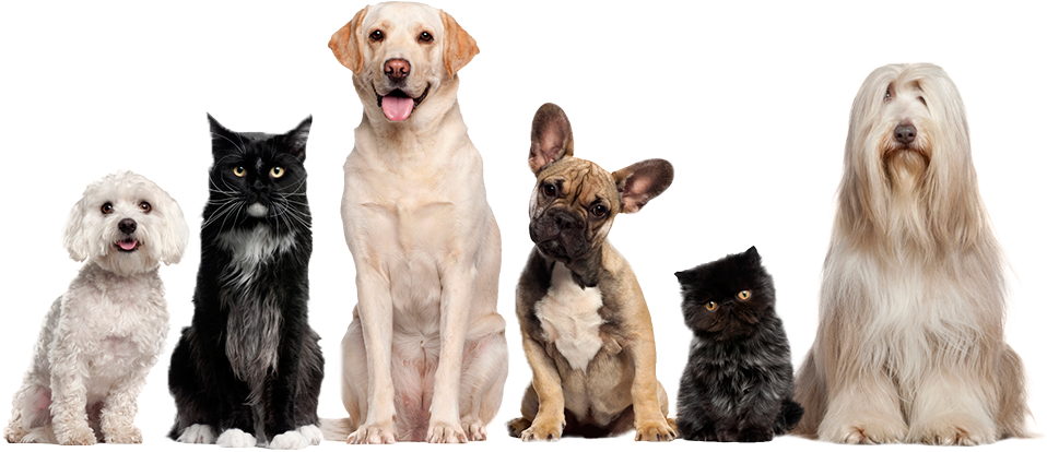 Home – Amigos Pet Clinic
